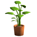 Office Plant