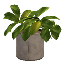 Potted Plant